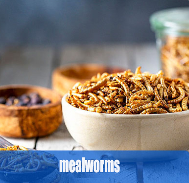 microwave tunnel machine to dry yellow mealworms